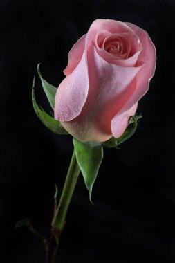 Pembe gül, siyah arkaplan