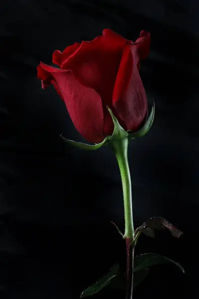 Su damlacıkları ile kırmızı gülün dikey yakın çekimi