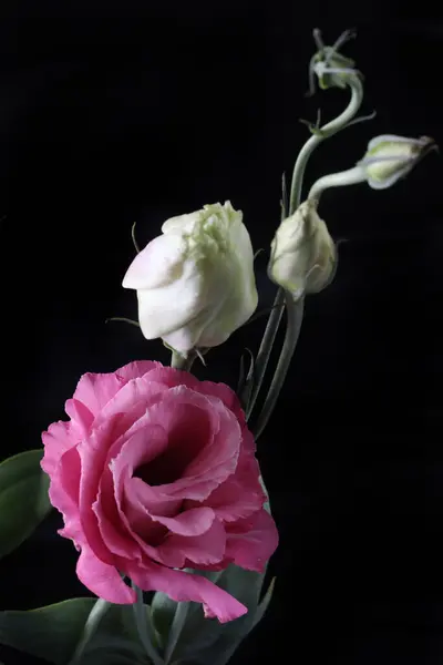 Siyah arka planda güzel pembe Eustoma çiçekleri