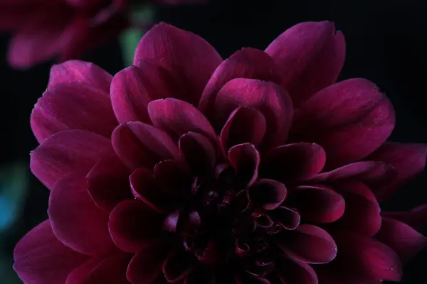 Güzel çiçekler, çiçek konsepti