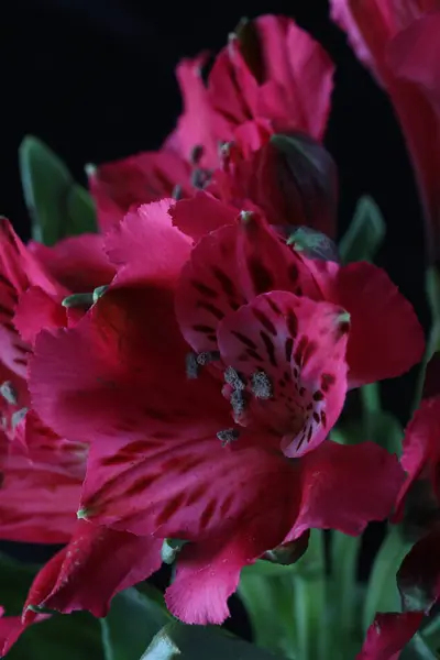 Güzel çiçekler, çiçek konsepti