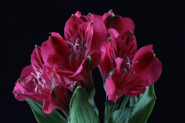 Kırmızı gladiolus çiçekleri siyah bir arkaplanda izole edilmiş.