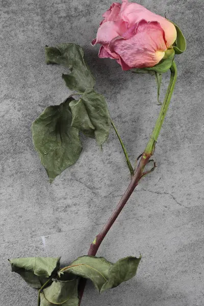 Koyu gri arka planda pembe güller