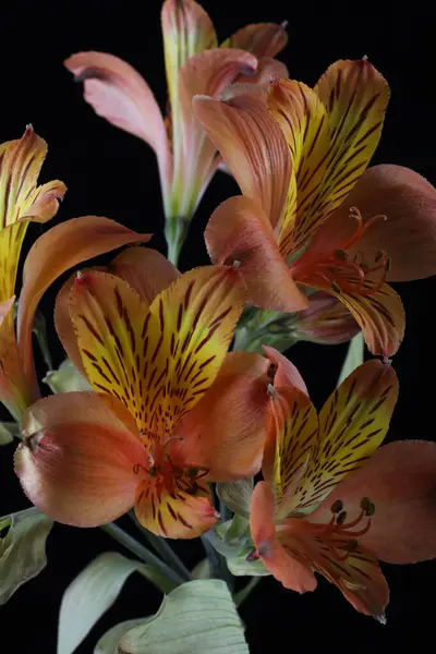 Güzel alstromelia çiçeklerine yakın dur, Flora.