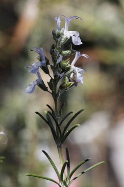 Bahçede güzel biberiye çiçekleri