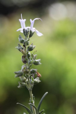 Bahçede güzel biberiye çiçekleri