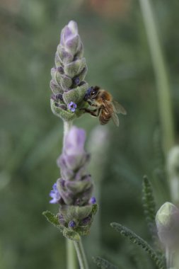 Lavanta yakın Çiçek bir arı