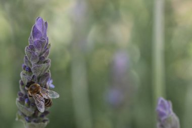 Lavanta yakın Çiçek bir arı