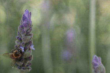 Lavanta yakın Çiçek bir arı
