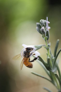 bee on a castilla rosemary in the garden