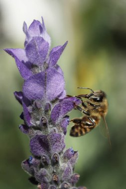 Doğadaki yabani çiçek lavantasına yakın çekim.