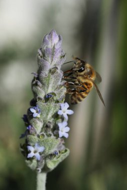 Doğadaki yabani çiçek lavantasına yakın çekim.