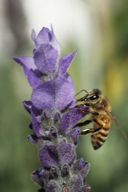 Doğadaki yabani çiçek lavantasına yakın çekim.