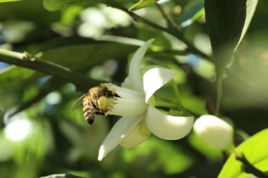 Bahçedeki beyaz çiçekteki arıya yakından bak.