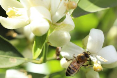 Bahçedeki beyaz çiçekteki arıya yakından bak.