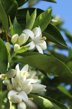 Bahçedeki beyaz çiçekteki arıya yakından bak.