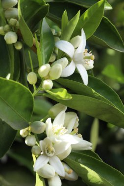 Yeşil yapraklar üzerinde beyaz çiçekler