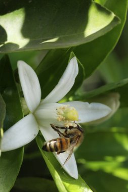 Çiçekteki beyaz arı, yaklaş
