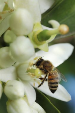 Bahçedeki beyaz çiçek