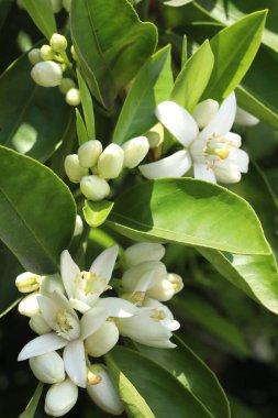 Doğanın beyaz çiçekleri