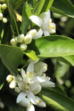 Bahçede beyaz çiçekler