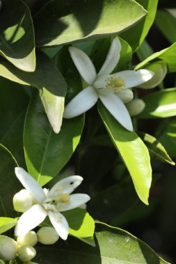 Yasemin ağacının beyaz çiçekleri