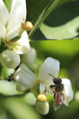 beyaz çiçekler ve arı