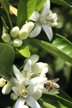 Bahçedeki güzel çiçekler