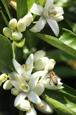 Bir yasemin beyaz çiçekler
