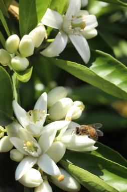 Beyaz yasemin çiçekleri ve yeşil yapraklar, doğa arka planı
