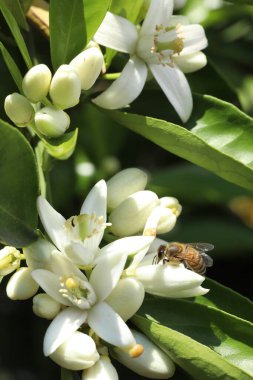 Parkın güzel çiçekleri