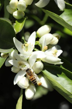 Bahçedeki beyaz çiçekleri dölleyen arılar