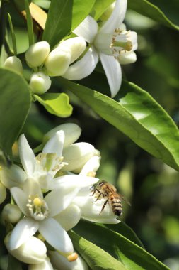 Çiçeklerdeki arılar