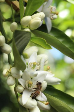 Bahçede beyaz çiçekler