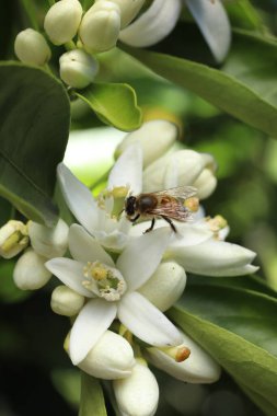Bahçedeki arıların beyaz çiçekleri