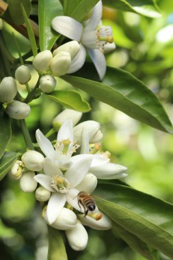 Doğanın bahçesindeki ağaçta beyaz çiçekler