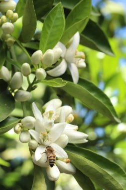 Güzel botanik fotoğrafı, doğal duvar kağıdı.