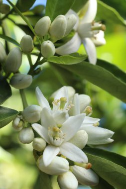 Beyaz yasemin çiçekleri, yasemin çiçekleri, çiçekler.