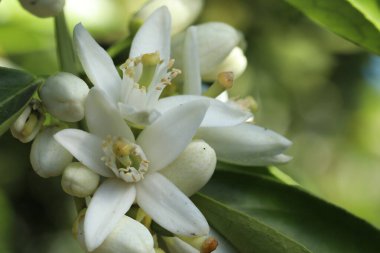 Doğanın beyaz çiçekleri
