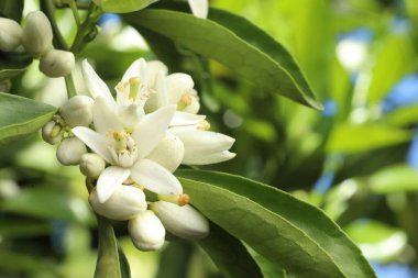 Bahçede çiçek açan güzel çiçekler