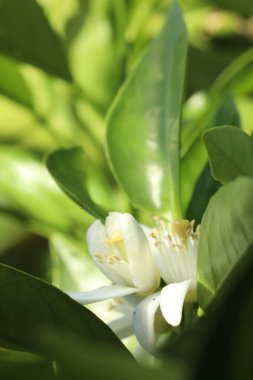 Yeşil çay yapraklarını kapatın.