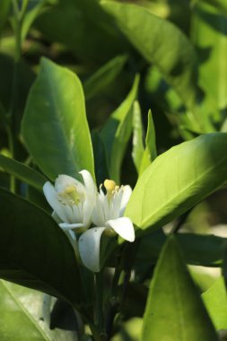 Gündüzleri büyüyen renk çiçeklerini kapat
