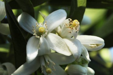 Zambak çiçeği yeşil yaprakları ile