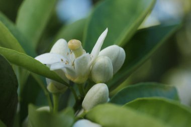 Doğada beyaz çiçek, yeşil arkaplan.