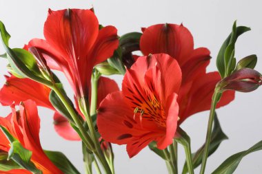 Çiçekler Kızıl Baron Perulu Lily laleleri bahçede