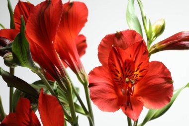 Çiçekler Kızıl Baron Perulu Lily laleleri bahçede