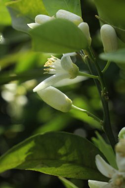 Bahçede beyaz çiçekler