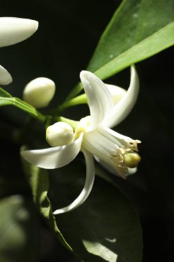 Bahçedeki beyaz zambak çiçeği