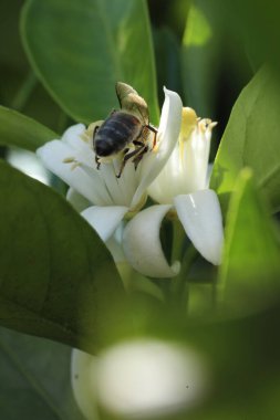 Çiçekteki bir arıyı yakından çek.