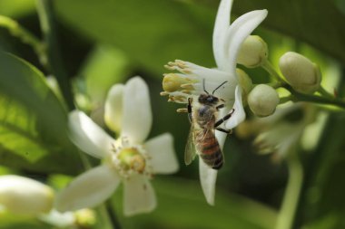 Arı bahçedeki beyaz çiçeklerden nektar topluyor.